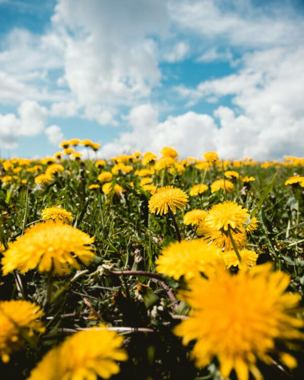 Yellow petaled flowers in lot during daytime