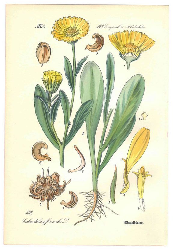 Calendula - Calendula officinalis - Drawing