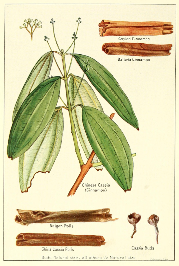 Cinnamomum zeylanicum