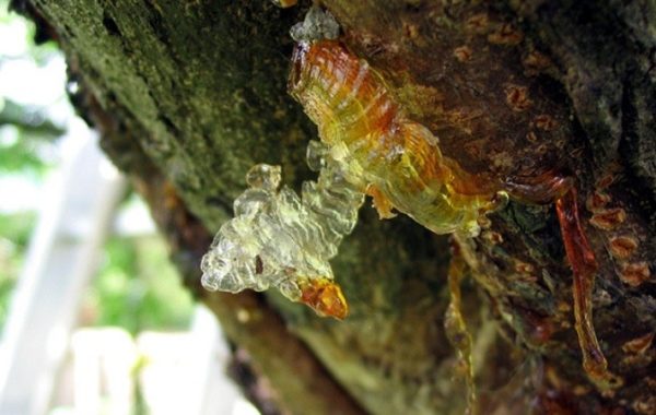 Commiphora myrrha resin