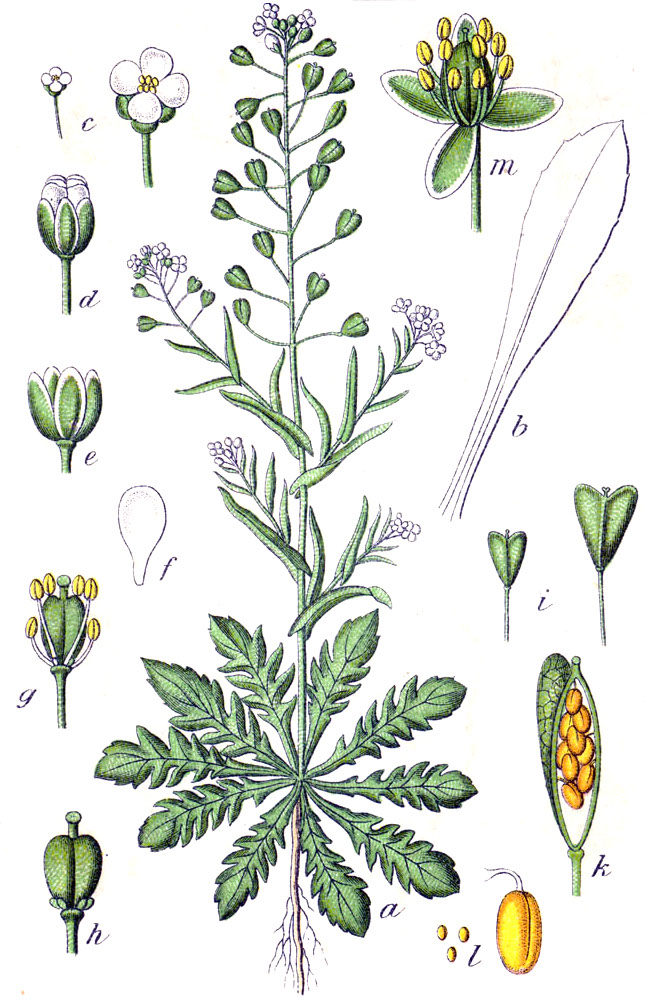 Shepherd’s Purse - Capsella_bursa-pastoris - botanical