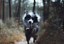 black and white border collie standing on brown tree trunk during daytime